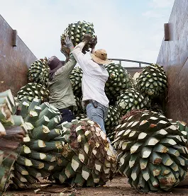 Workers loading harvested agave into truck